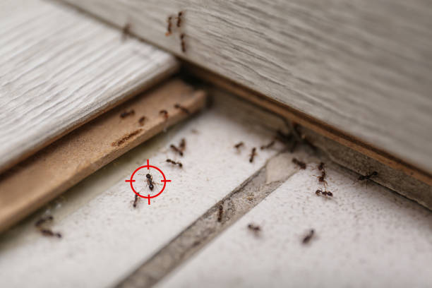 Professional Pest Control in Tequesta, FL