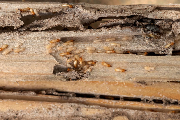 Best Affordable Pest Control Services  in Tequesta, FL